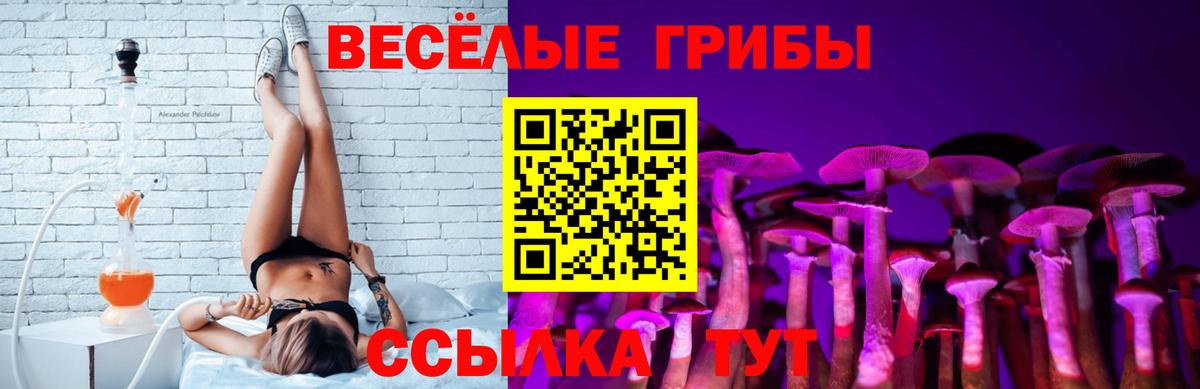купить   Вход с VPN  Гусев  Псилоцибиновые грибы мицелий 